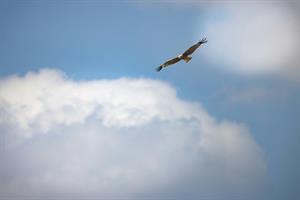 Photo 977258